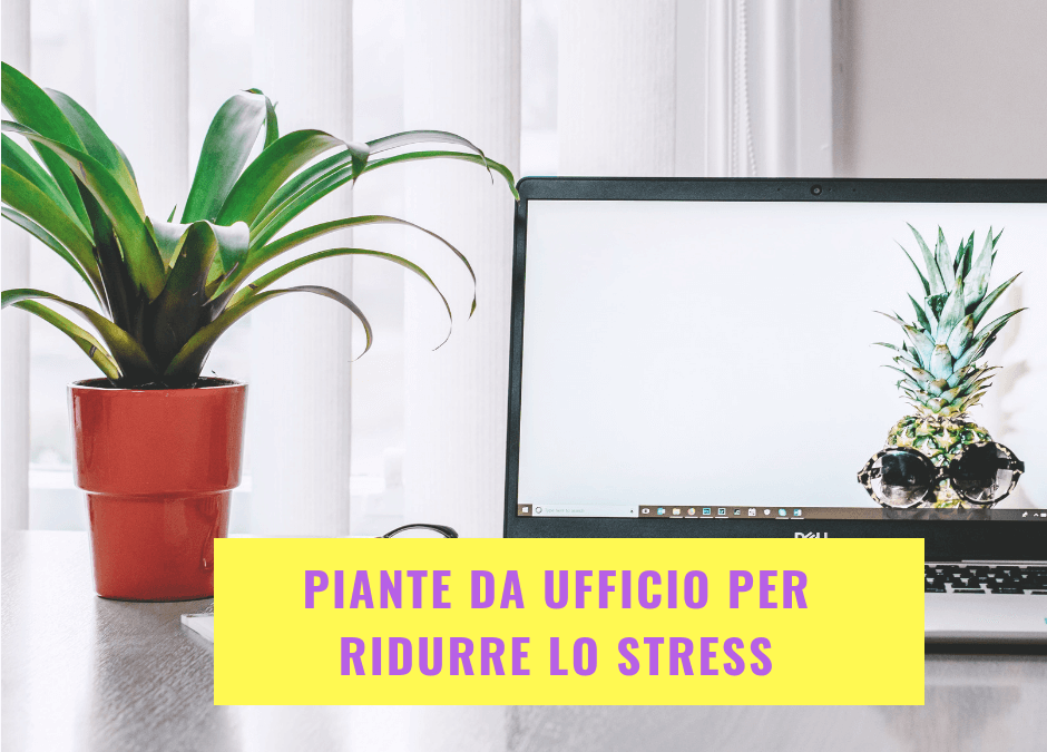 Piante da ufficio per ridurre lo stress